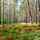 Forest in October