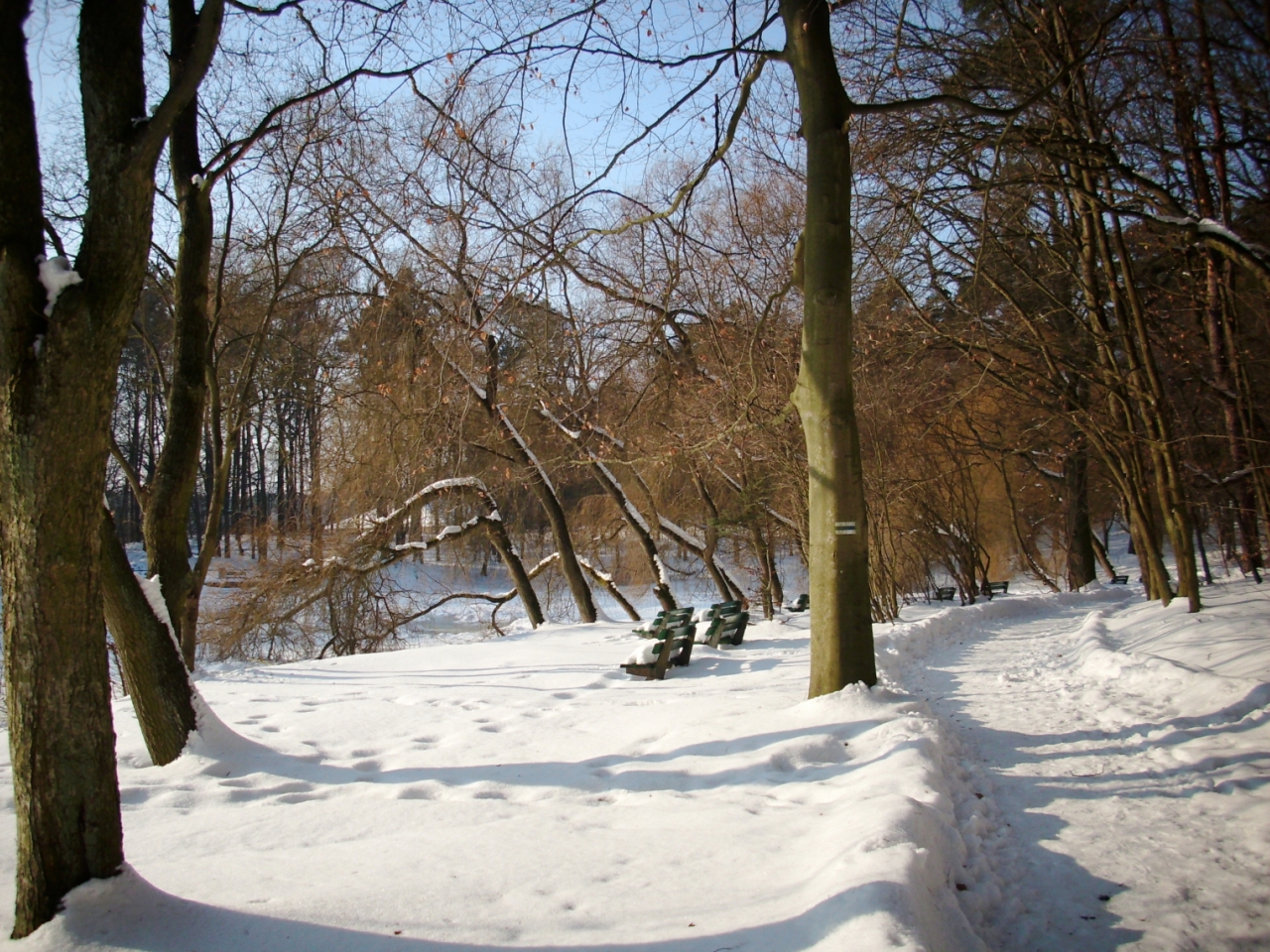 Forest in snow