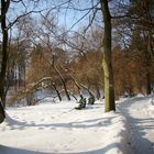 Forest in snow