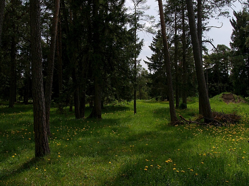 Forest in spring