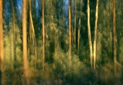 Forest in Sweden