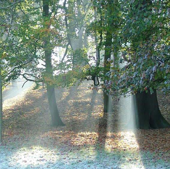 Forest in the Autumn