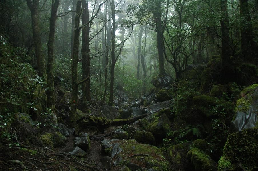 Forest in the Golden Bay