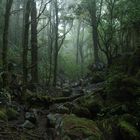 Forest in the Golden Bay