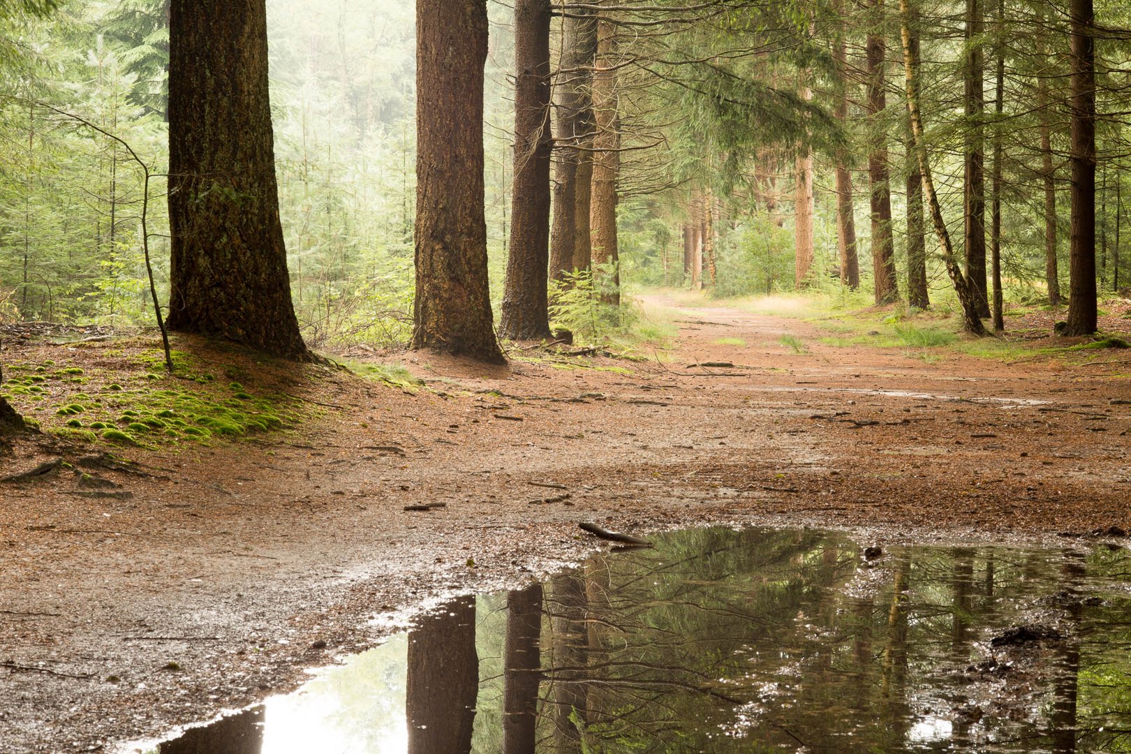 forest in the rain