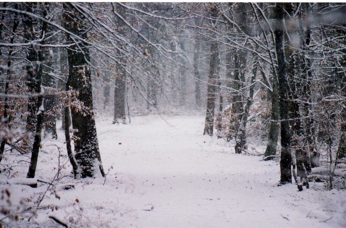 forest in winter . . .