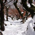 Forest in winter