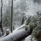 forest in winter