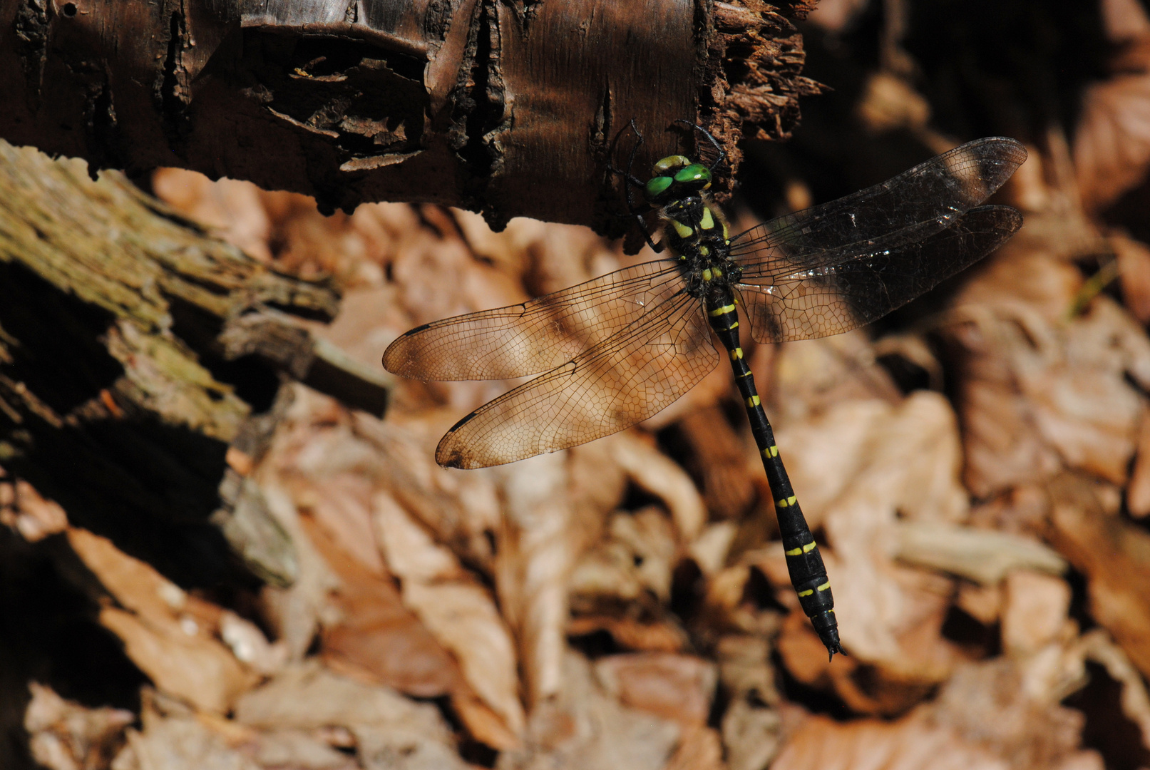 ~ Forest Jewelry [Full] ~ (Cordulegaster bidentata, m)