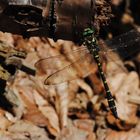 ~ Forest Jewelry [Full] ~ (Cordulegaster bidentata, m)