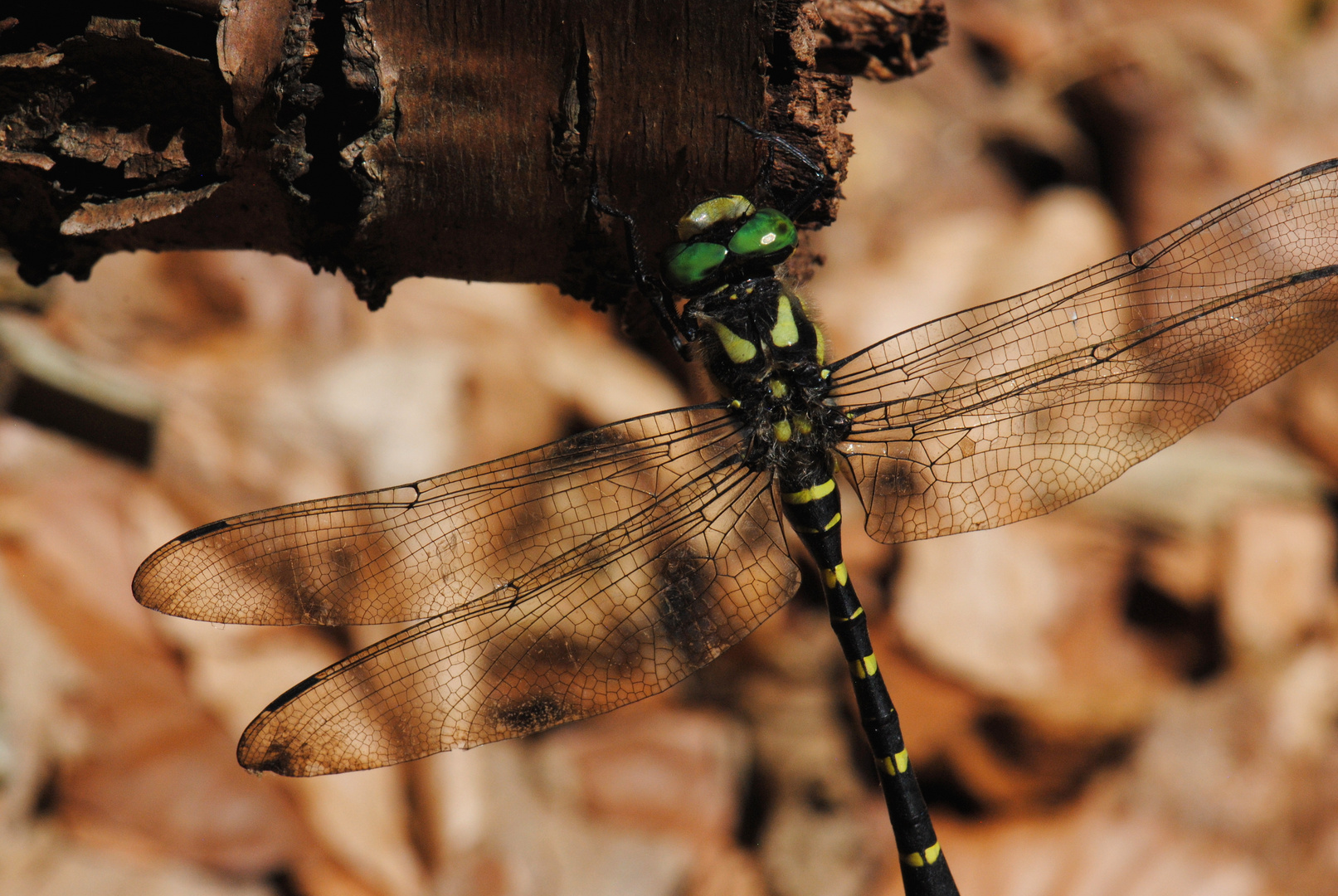 ~ Forest Jewelry [Part/Portrait] ~ (Cordulegaster bidentata, m)