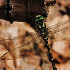 ~ Forest Jewelry [Part/Portrait] ~ (Cordulegaster bidentata, m)