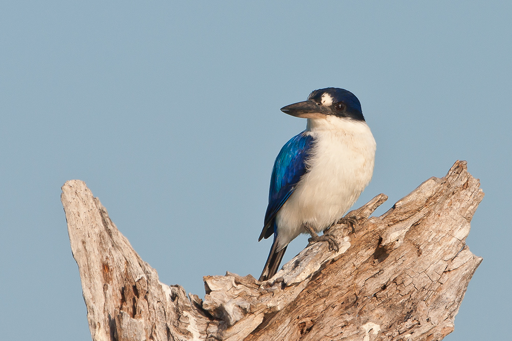 Forest Kingfisher