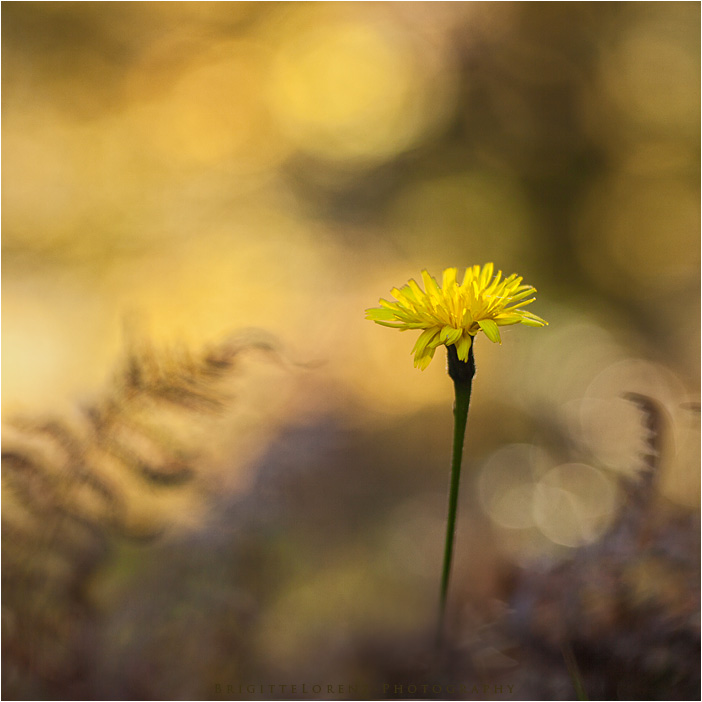 forest light.........