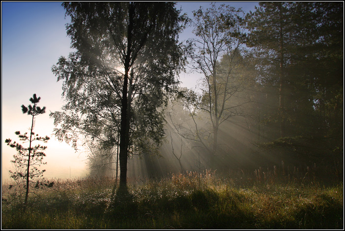 Forest light