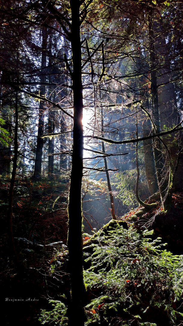 forest lights