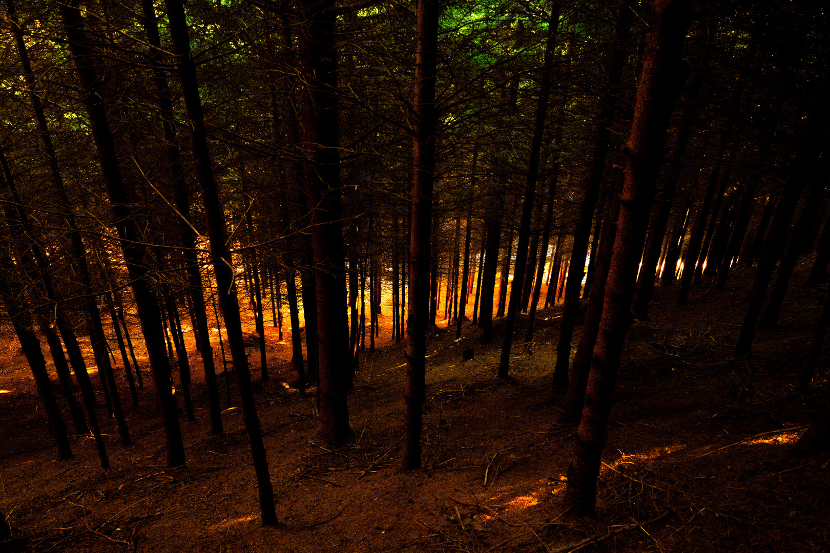 Forest Lights