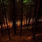 Forest Lights