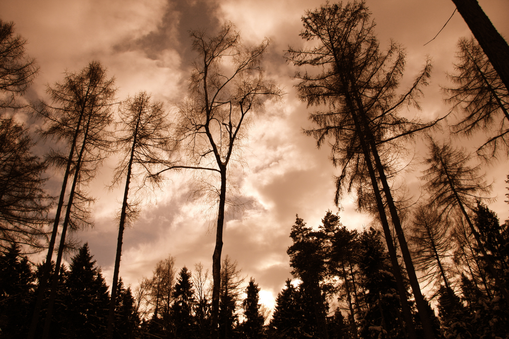 forest moods in Freising, Germany