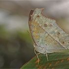 Forest Mother-of-Pearl ...