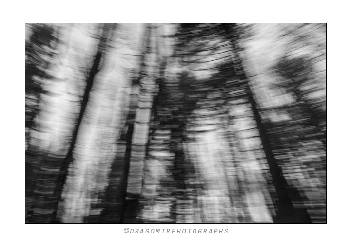 Forest Motion One 2