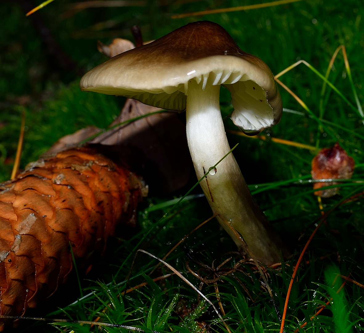 forest mushroom small and fine