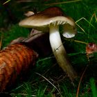 forest mushroom small and fine