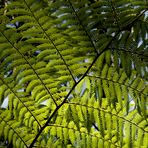 Forest of Fern