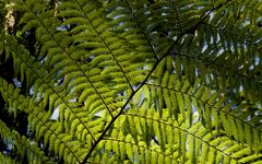 Forest of Fern