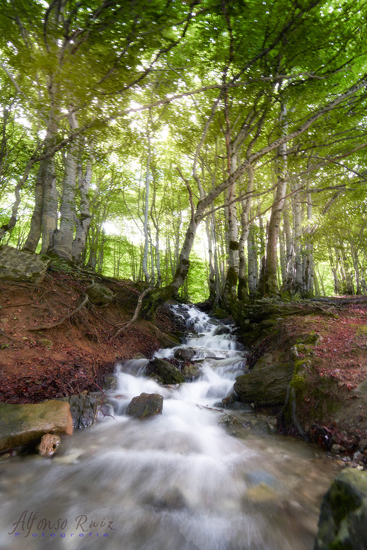 Forest of Gavarnie