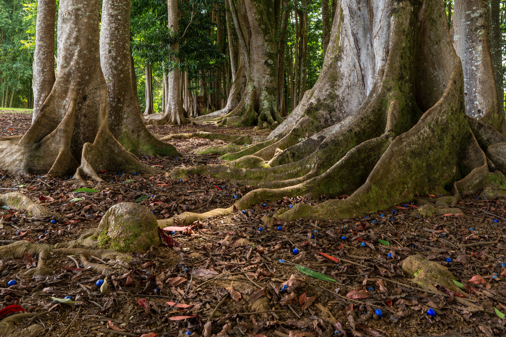 Forest of Rudraksha Trees 