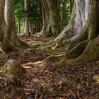 Forest of Rudraksha Trees 