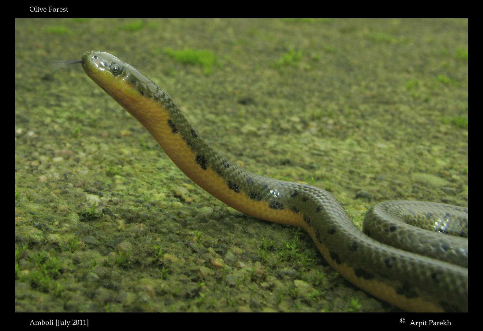 Forest Olive snake [Rhabdops olivaceus]