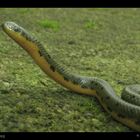 Forest Olive snake [Rhabdops olivaceus]