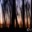 Forest on Fire