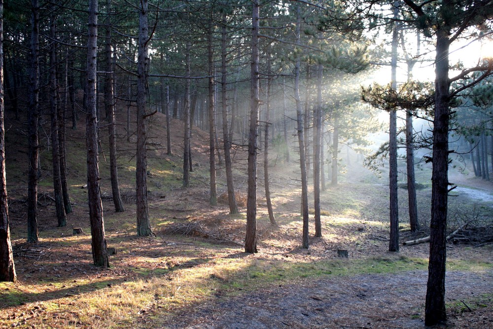 Forest on Terschelling