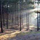 Forest on Terschelling