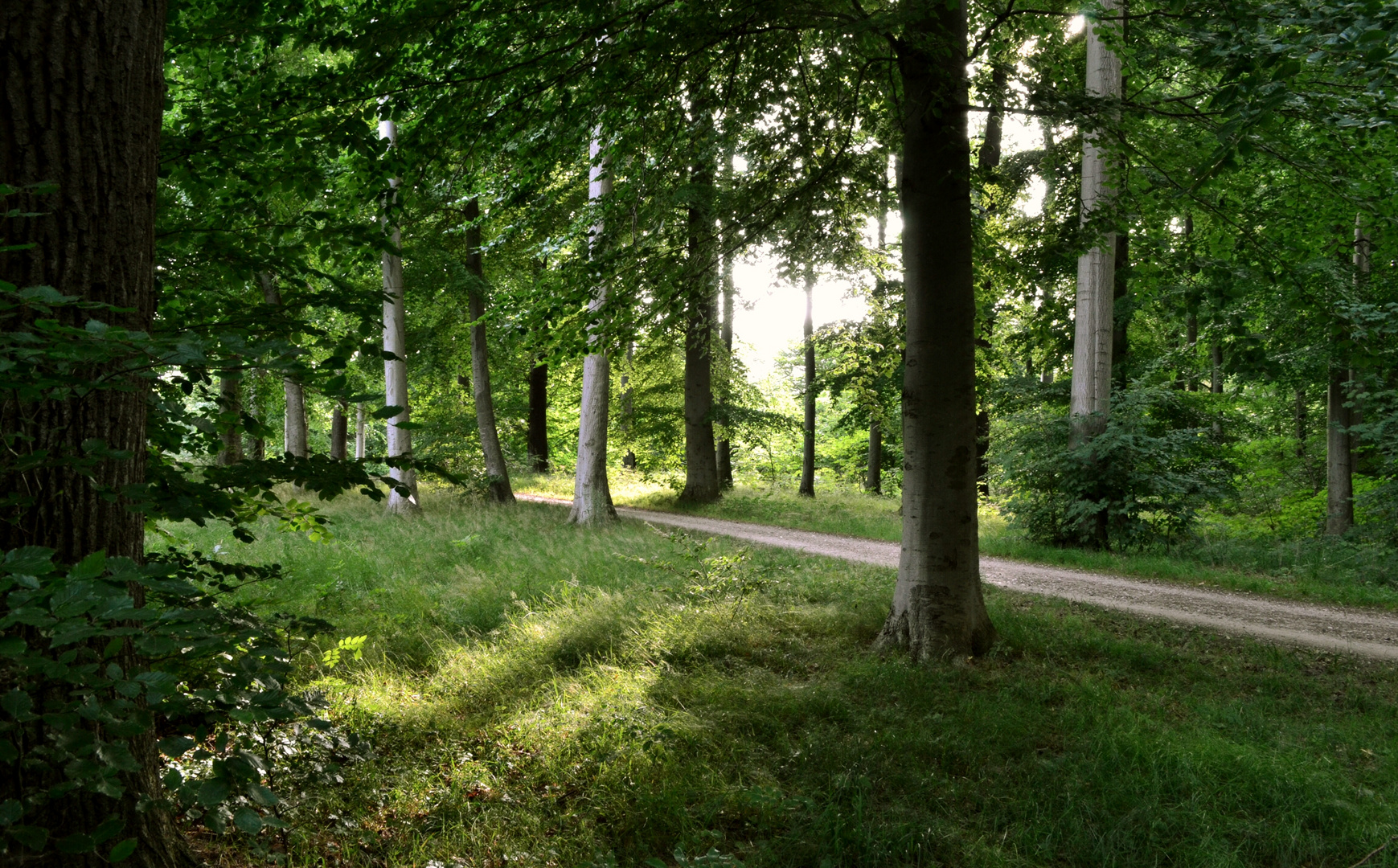 Forest Path