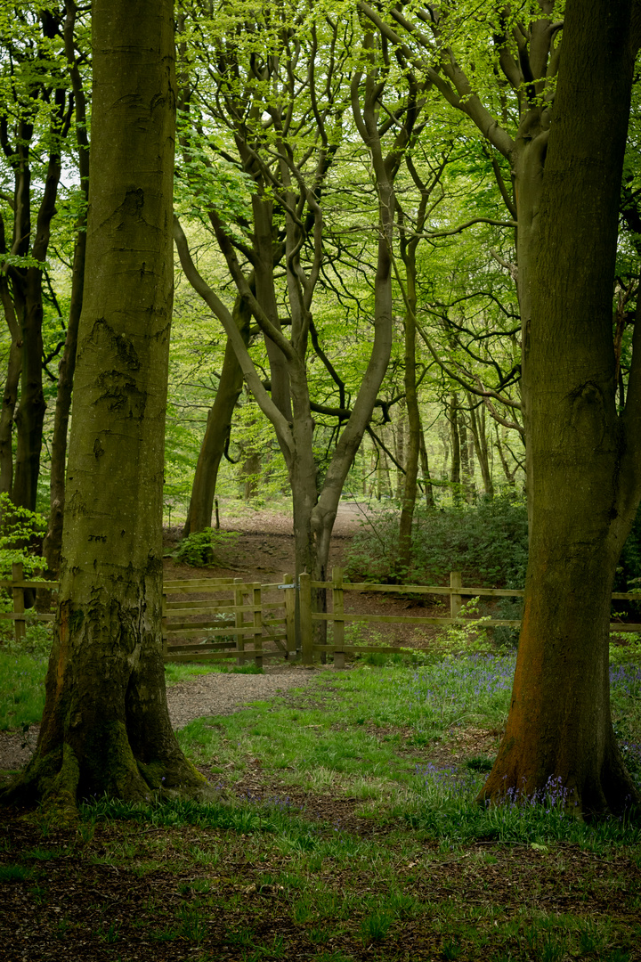 Forest Path