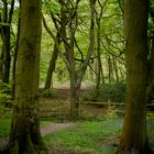 Forest Path