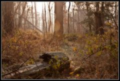 Forest Path