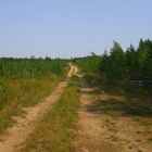 forest path