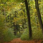 Forest path