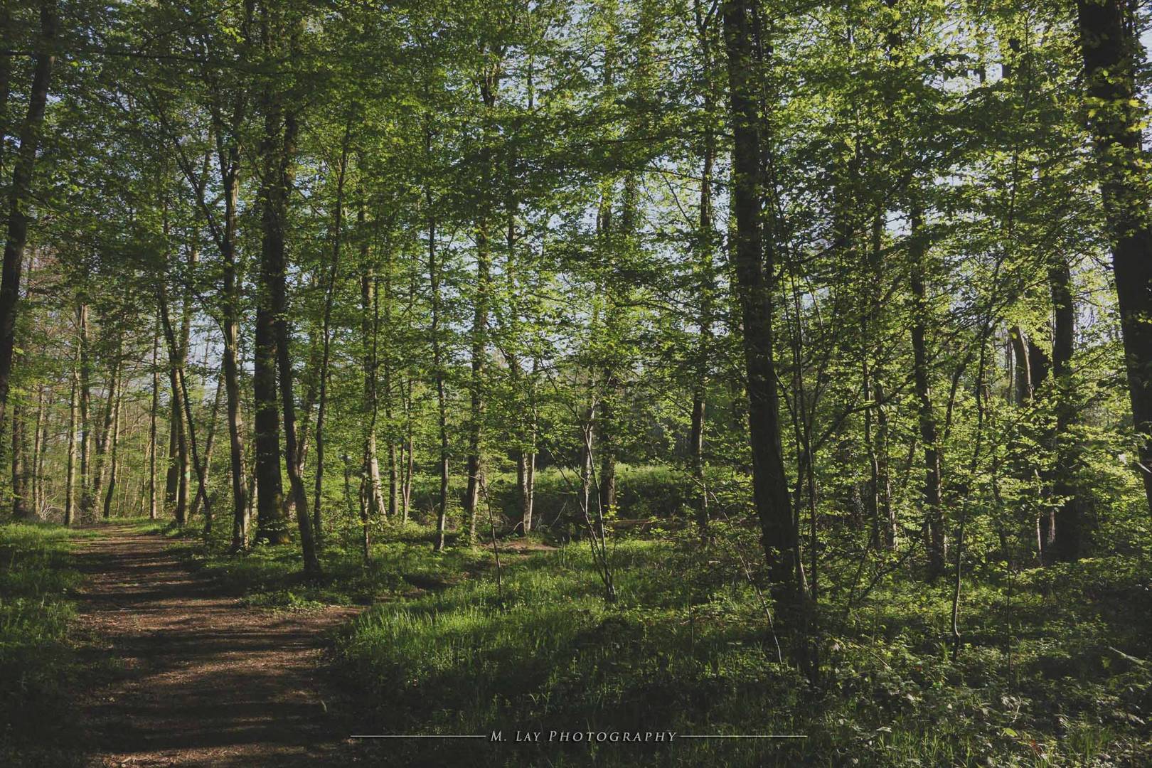 forest path