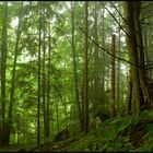 forest - Pernitz/Niederösterreich