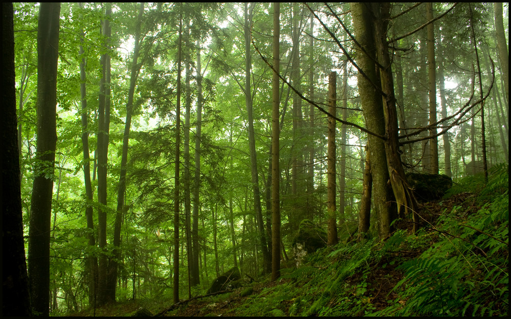 forest - Pernitz/Niederösterreich von Martin -Z-