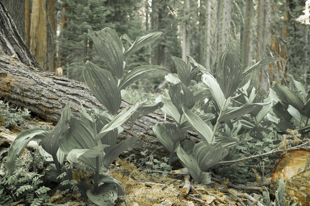 Forest plants