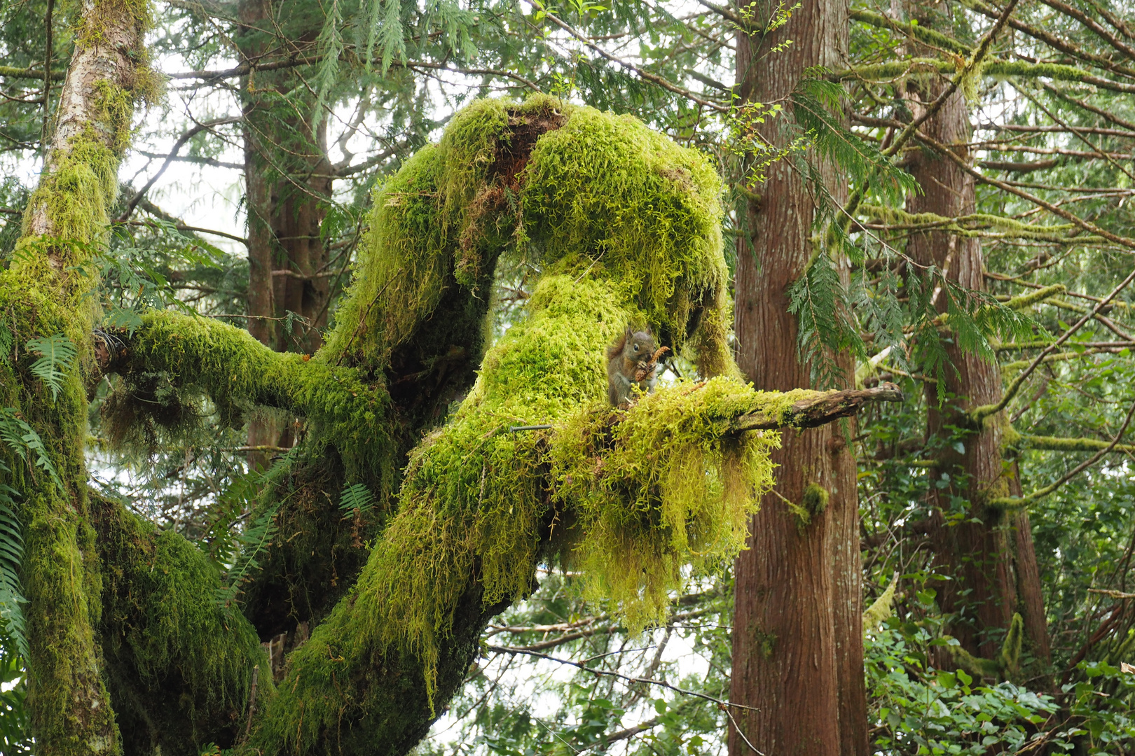 forest resident