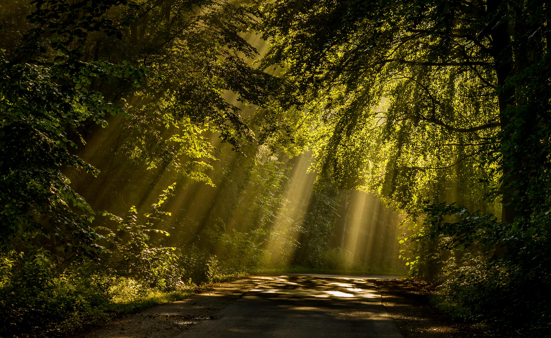 Forest Road