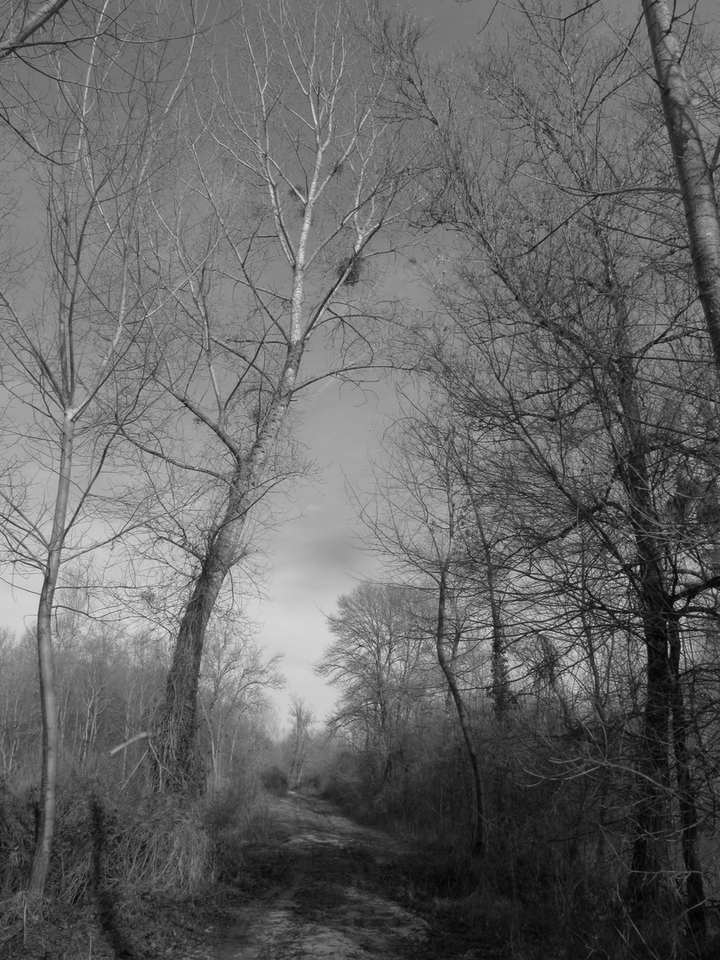 Forest road in black and white
